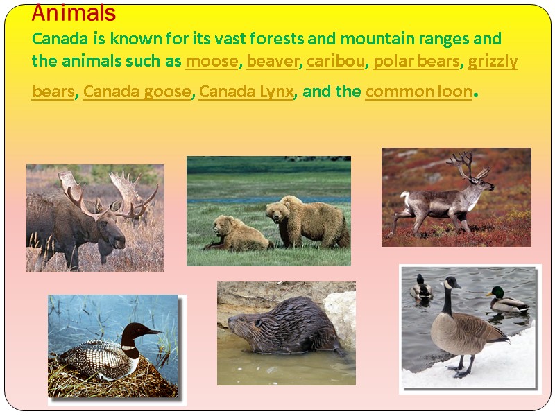 Animals Canada is known for its vast forests and mountain ranges and the animals